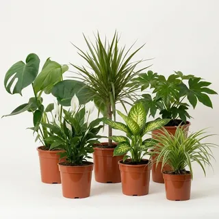 “Luftreiniger” Pflanzenset | 6er-Set | Monstera, Spathiphyllum, Dracaena, Dieffenbachia, Grünlilie, Fatsia | ca. 40-70 cm | Ø 12-15 cm Topf | Pflegeleichte Zimmerpflanzen für Wohnung und Büro