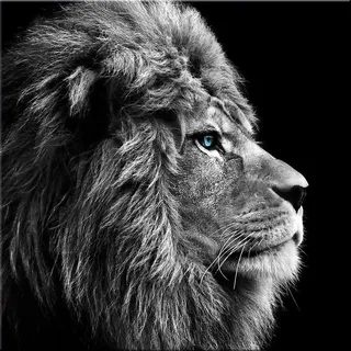 artissimo Glasbild 30x30 cm majestätischer Löwe Schwarz-Weiß AG2093A – Bild aus Glas, ausdrucksstarkes Tiermotiv & modernes Wandbild quadratisch