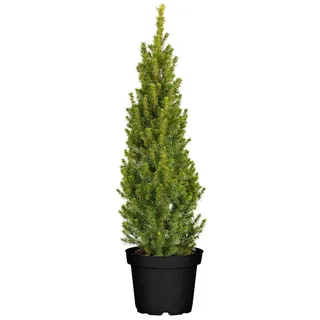 Plantenwelt Wiesmoor Zuckerhutfichte Picea glauca Conica 60-70 cm