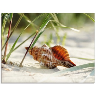 Glasbild ARTLAND "Große Muschel am Strand" Bilder Gr. B/H: 80 cm x 60 cm, Glasbild, beige (naturfarben) Bild Glasbild Bilder