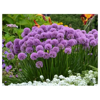 Stauden Gänge 1 x Allium 'Millenium' Zierlauch winterhart | Zierlauch 'Millenium' – winterharte Staude & Bienenweide mit Blütenkugeln, mehrjährig, 1 L Topf (11x11 cm)
