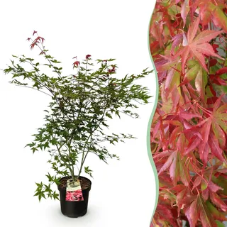Green boutiQ - Gartenpflanze - Acer palmatum Beni Maiko - Japanischer Ahorn - Laubabwerfend - Rot - 1 - Topf 26cm - Höhe 90cm