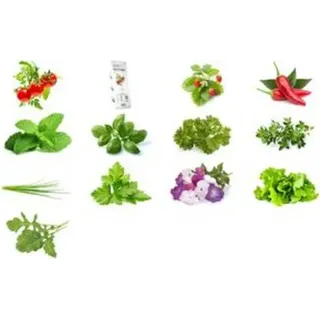 emsa Substratkapsel CLICK&GROW KORIANDER SMART SOIL Technologie, Enthält hochwertiges Saatgut,