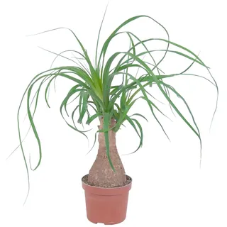 GROW by OBI Elefantenfuß Topf Ø ca. 12 cm Beaucarnea Recurvata