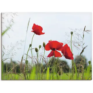 Leinwandbild ARTLAND "Mohnblumen I" Bilder Gr. B/H: 80 cm x 60 cm, Blumen, 1 St., rot Leinwandbilder auf Keilrahmen gespannt