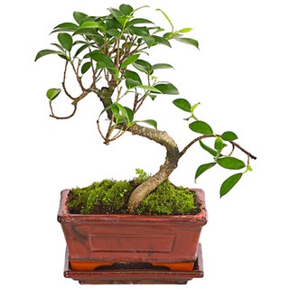 Bonsai Chinesischer Feigenbaum - Ficus retusa, 6 Jahre, Dunkelblau|Dunkelgrün|Creme