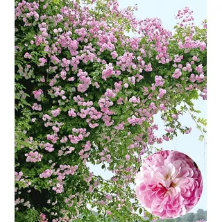 BALDUR Garten Rose Rambler-Rose 'Paul's Himalayan Musk Rambler', 2 St., Climbing-rose,duftend,winterhart, mehrjährig, pflegeleicht rosa