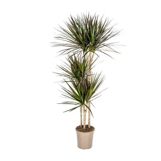 Exotenherz Zimmerpflanze Dracaena Marginata Magenta 24cm Topf - Höhe 130-150cm 140 cm | 24 cm