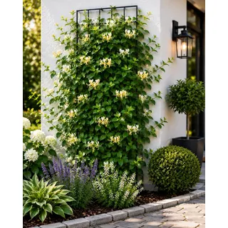 Echtes Immergrünes Geißblatt Lonicera henryi – Jelängerjelieber (60-80 cm) – Pflegeleicht, Frostbeständig, Ideal für Sichtschutz & Begrünung