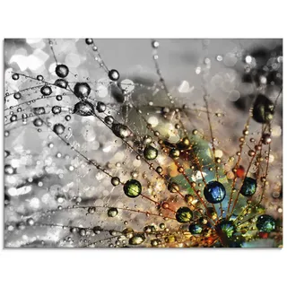 ARTland Wanddeko Glasbilder Wandbild Glas Bild einteilig 80x60 cm Querformat Natur Botanik Blumen Pusteblume Frühling Wassertropfen Modern T9IN