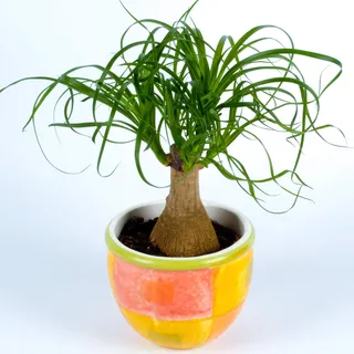 Elefantenfuß Beaucarnea Recurvata Zimmerpflanze 40-50 cm fürs Zuhause oder das Büro