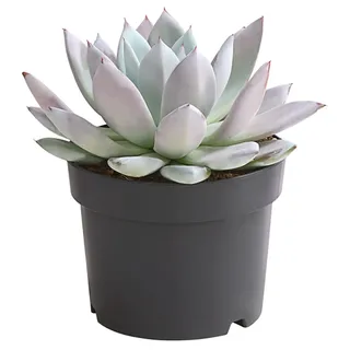 Dehner Echeverie Mexican Giant, Echeveria-Hybride, 15-25 cm inkl. Pflanztopf, Ø Topf 17 cm, Sukkulente