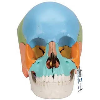 3B Scientific® Menschliches Anatomie-Schädelmodell – Didaktische Version mit 22 Teilen, Abnehmbaren Knochen, Nummerierten Strukturen, Waschbarem PVC + Smart Anatomy App (5 Jahre Garantie)