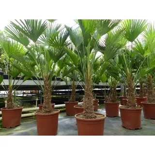 Palme winterhart 150 - 180 cm Trachycarpus Wagnerianus Wagner Hanfpalme,