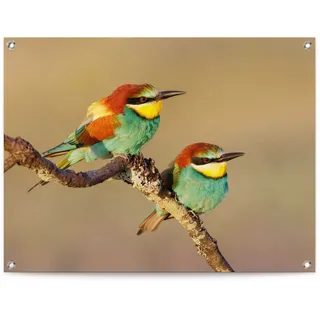Poster REINDERS "Der Bienenfresser", bunt (farbe bild(er): bunt), B:80cm H:60cm T:0,1cm, Leinwand, Bilder, Poster, Outdoor für Garten oder Balkon