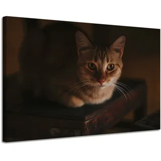 Leinwanddruck Tiere Hauskatze 120x80 Cm