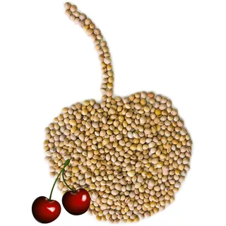 Kirschkerne - 10kg - Kerne für Körnerkissen Wärmekissen Kirschkernkissen