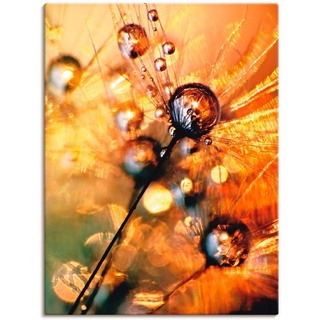 Artland Wandbild Pusteblume Energy, Blumen (1 St), als Leinwandbild, Poster in verschied. Größen orange 45 cm x 60 cm