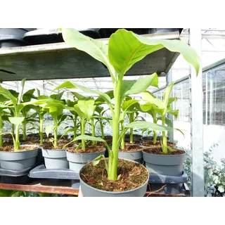 gruenwaren jakubik Bananenbaum Bananenstaude Musa Basjoo 60 - 80 cm winterhart Staude Japan