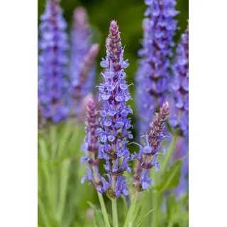 Pflanzen Für Dich Salvia nemorosa Blauhügel Steppen-Salbei Ca. 9x9 cm, Topf