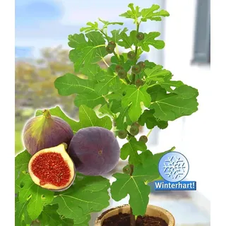 BALDUR Garten 1x Frucht-Feige Rouge de Bordeaux, groß, 1 Pflanze im 2 Liter-Topf, Ficus carica, Feigenbaum winterhart (bis minus 15 °C), pflegeleicht, für Standort in der Sonne geeignet