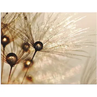 Wandbild ARTLAND "Pusteblume Goldener Tropfen", gold (farbe bild(er): goldfarben), B:60cm H:45cm, Bilder, als Alubild, Leinwandbild, Poster in verschied. Größen