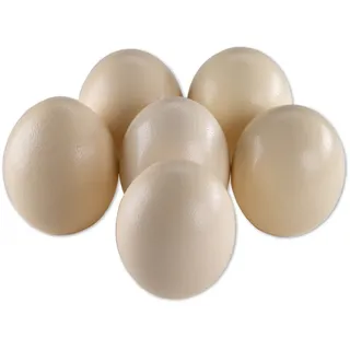 6er Set Straussenei XXL ausgeblasen natur 13-15 cm Riesenei Afrika Vogel Strauß