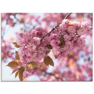 Glasbild ARTLAND "Japanische Kirschblüte in Love I" Bilder Gr. B/H: 80 cm x 60 cm, Glasbild Blumen Querformat, 1 St., pink Glasbilder