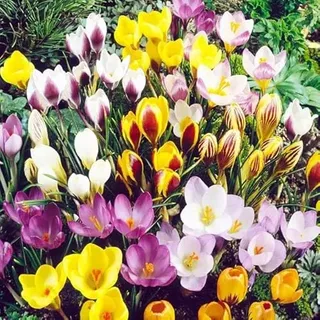 Großes Set Krokus Krokusse Mix 10 50 100 500 Stk. Blumenzwiebeln Zwiebeln Blütenfarben weiß, gelb, violett, gestreift Winterhart Mehrjährig (Mix 50 Stk.)