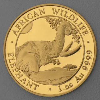 Goldmünze 1oz Elefant 2023 African Wildlife (Somalia)