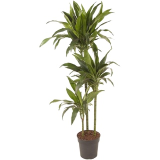 Plant in a Box Dracaena Fragrans Janet Craig Höhe 140-150cm