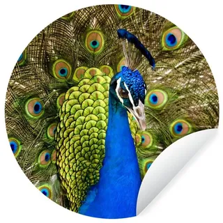 MuchoWow Wandsticker Pfau - Federn - Schnabel (1 St), Tapetensticker Selbstklebend, Wandbild Wohnzimmer, 80x80 cm bunt 80 cm x 80 cm x 0.1 cm