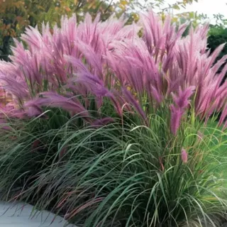 Japanisches Federgras – Pennisetum alopecuroides 'Red Head'