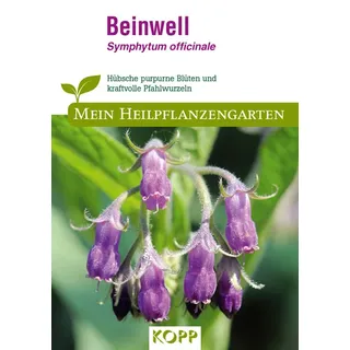 Beinwell - Mein Heilpflanzengarten