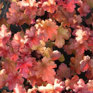 Blumixx Stauden Heuchera Hybride 'Peach Flambe' ® - Purpurglöckchen weiß
