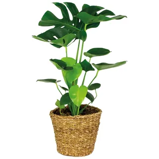 Bloomique - Monstera Deliciosa - Fensterblatt - Zimmerpflanzen - Pflegeleicht - Luftreinigend - Höhe 70-80 cm - Mit Rattan Korb 21 cm - Topf 21 cm