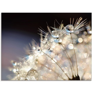 Glasbild ARTLAND "Pusteblume Fantasie" Bilder Gr. B/H: 80 cm x 60 cm, Glasbild Blumen Querformat, 1 St., bunt Glasbilder in verschiedenen Größen