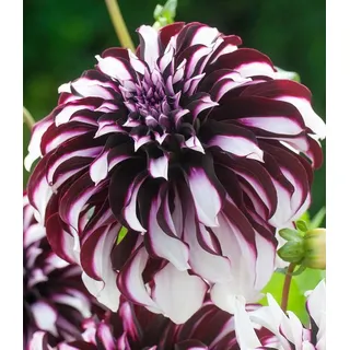 BALDUR Garten Blumenzwiebeln Dahlie 'Tartan', Schmuckdahlien, mehrjährig, reichblühend, pflegeleicht lila