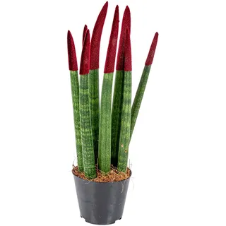 Bloomique - Sansevieria Velvet Touch - Schwiegermutterzunge - Bogenhanf - Zimmerpflanzen - Luftreinigend - Sehr pflegeleicht - Höhe 20-30 cm - Topf 9 cm