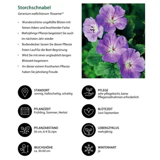 Dehner Staude Bio Stauden-Set Lange Blüte, je 3-20 cm exkl. Pflanztopf, Ø Topf 9 cm, 18 insektenfreundliche Pflanzen für sonnige/halbschattige Standorte grün