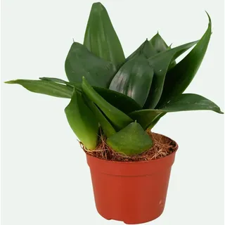 Sansevieria ‘Black Hahnii’ (Bogenhanf) – kleine, robuste Zimmerpflanze – kompakt & dekorativ – Topf Ø 6 cm, ca. 15 cm hoch