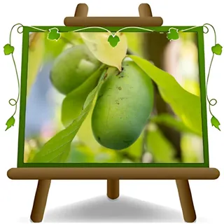EURO PLANTS VIVAI Asimina Triloba Sunflower Vase 12×12 cm | PawPaw Höhe: 50-60 cm Alter: 2 Jahre