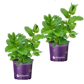 Hugo - Cocktail Minze (Mentha-spicata) 2er-Set