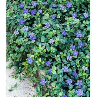 BALDUR Garten Bodendecker Vinca minor 'Blau', 3 St., Kleines Immergrün, winterhart, mehrjährig, pflegeleicht, robust lila