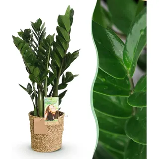 Zamioculcas - ZZ-plant - Pflegeleicht - mit Korb - Grün - 65-75cm - Ø17cm - Zimmerpflanze - Immergrün