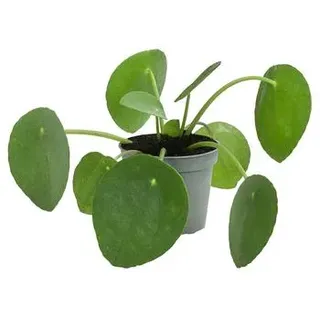 Glückstaler - Pilea peperomioides
