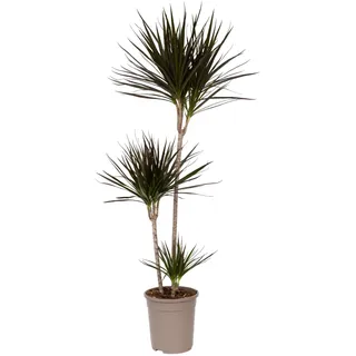Plant in a Box - Dracaena Marginata - XL Drachenbaum - Grüne Zimmerpflanze - Topf 24cm - Höhe 110-130cm