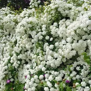 GARTEN SCHLÜTER® Prachtspiere Spiraea vanhouttei Blütenhecke in reinweiß | Winterhart mehrjährig Heckenpflanze Liefergröße: 60-80 cm