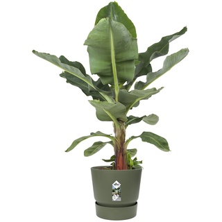 Elho Pflanztopf Greenville laubgrün Ø 47 cm