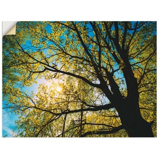 ARTland Wandbild selbstklebende Vinylfolie 60 x 45 cm Bäume Foto Grün B6UT Frühling Sonne Baumkrone Eiche